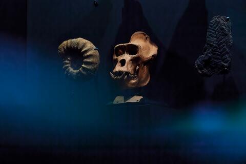 Naturalia  Naturalia fossiles et crâne de  gorille